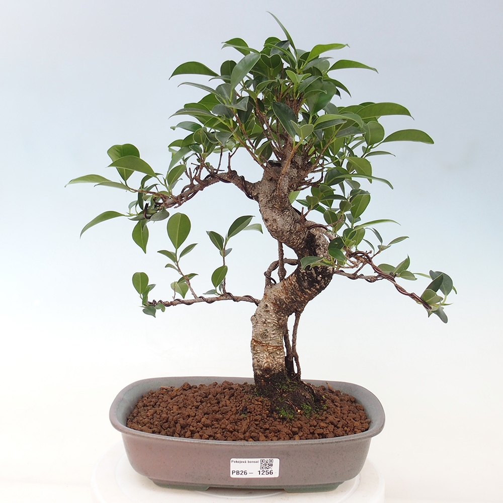 Pokojová bonsai - Ficus kimmen -  malolistý fíkus