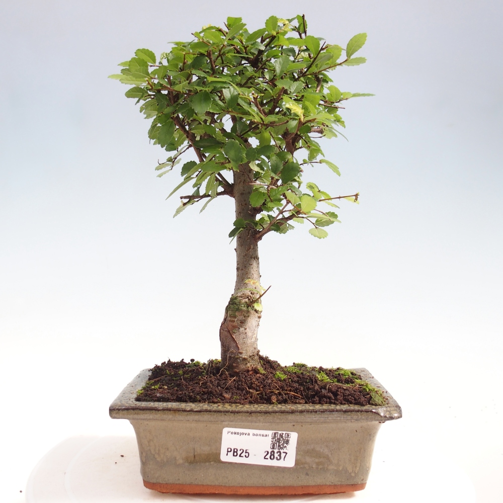 Pokojová bonsai - Ulmus parvifolia - Malolistý jilm