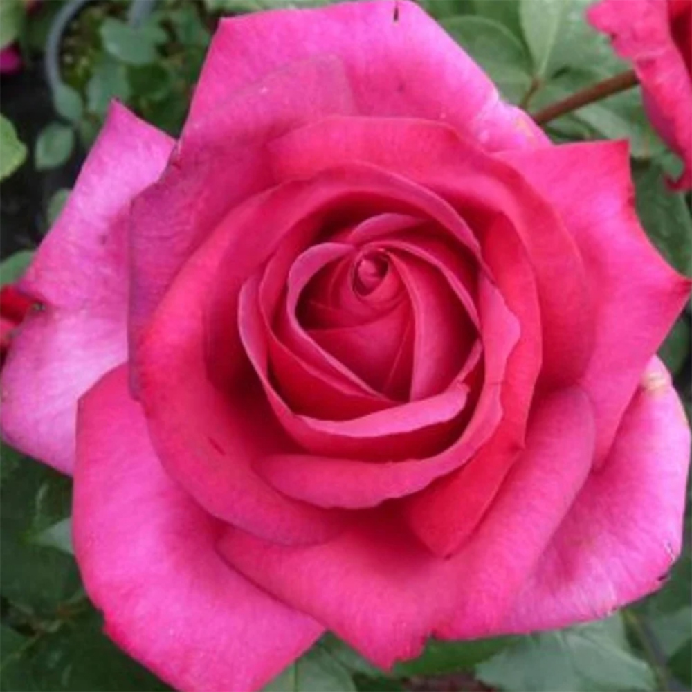 Venkovní bonsai - Rosa Kordes -  růže