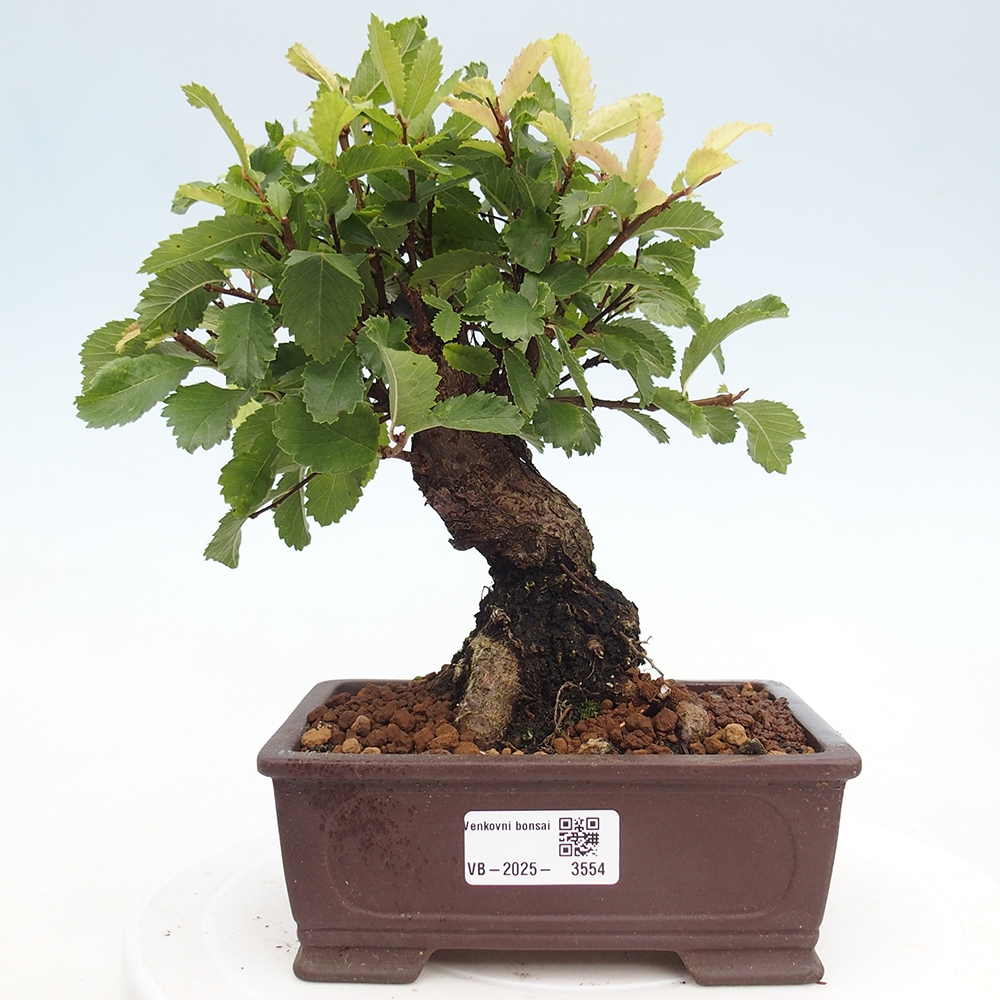 Venkovní bonsai - Zelkova - Zelkova NIRE