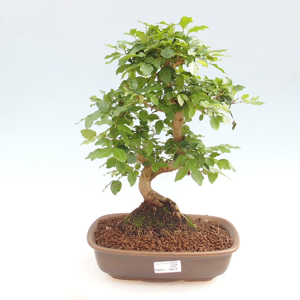 Pokojová bonsai -Ligustrum chinensis - Ptačí zob