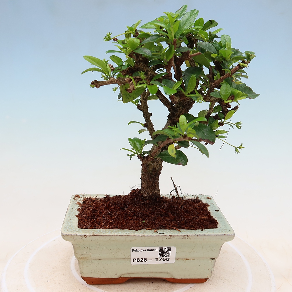 Pokojová bonsai - Carmona macrophylla - Čaj fuki