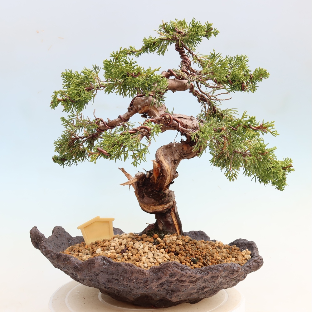 Venkovní bonsai - Juniperus chinensis Itoigawa-Jalovec čínský