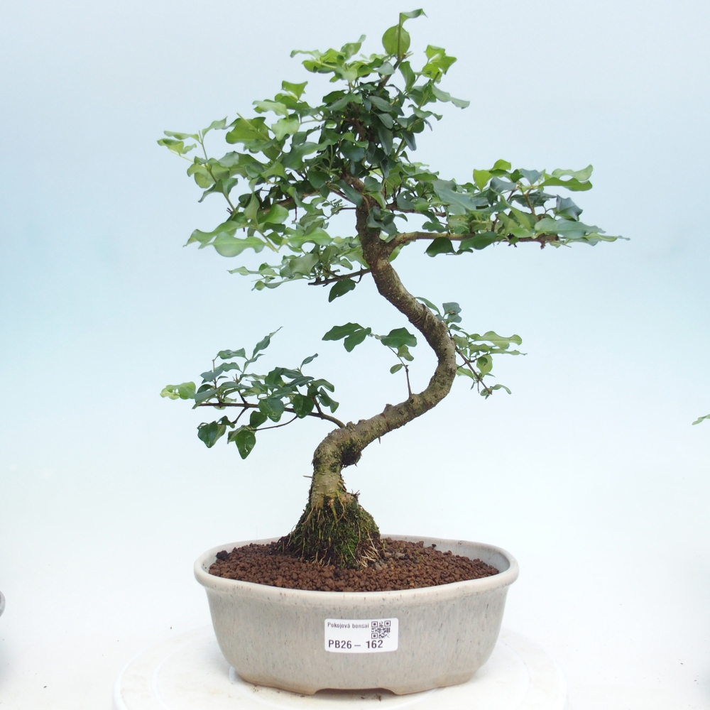 Pokojová bonsai -Ligustrum retusa - malolistý ptačí zob