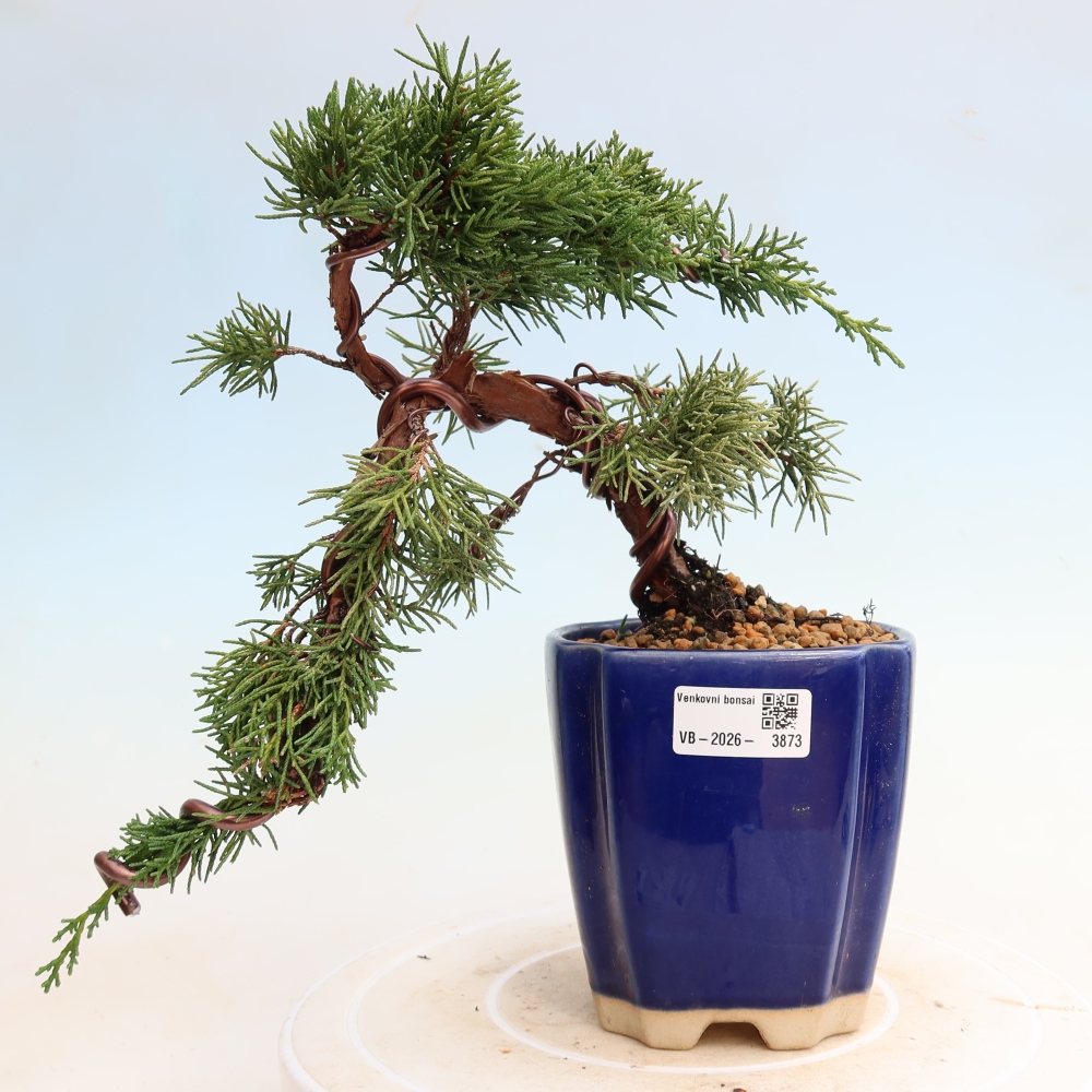 Venkovní bonsai - Juniperus chinensis Kishu -Jalovec čínský