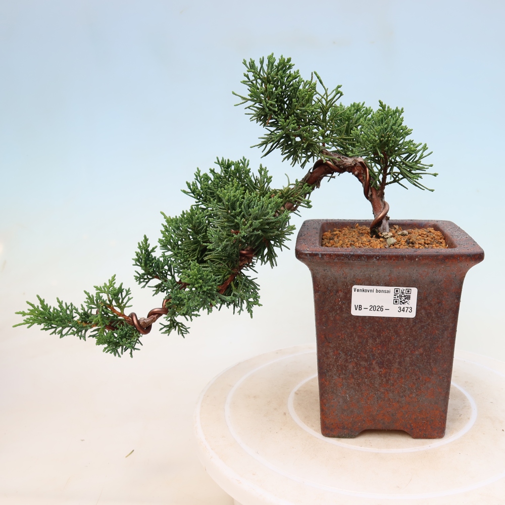 Venkovní bonsai - Juniperus chinensis Kishu -Jalovec čínský