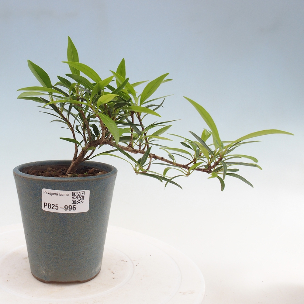 Pokojová bonsai - Ficus nerifolia -  malolistý fíkus