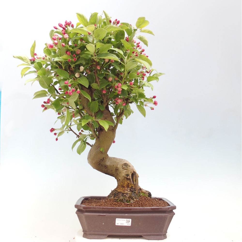 Venkovní bonsai -Malus halliana - Maloplodá jabloň