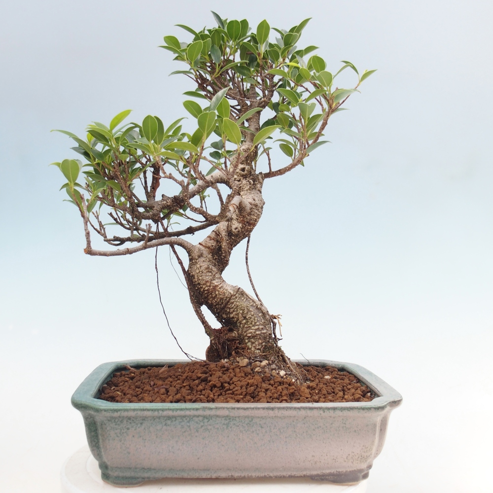 Pokojová bonsai - Ficus kimmen -  malolistý fíkus