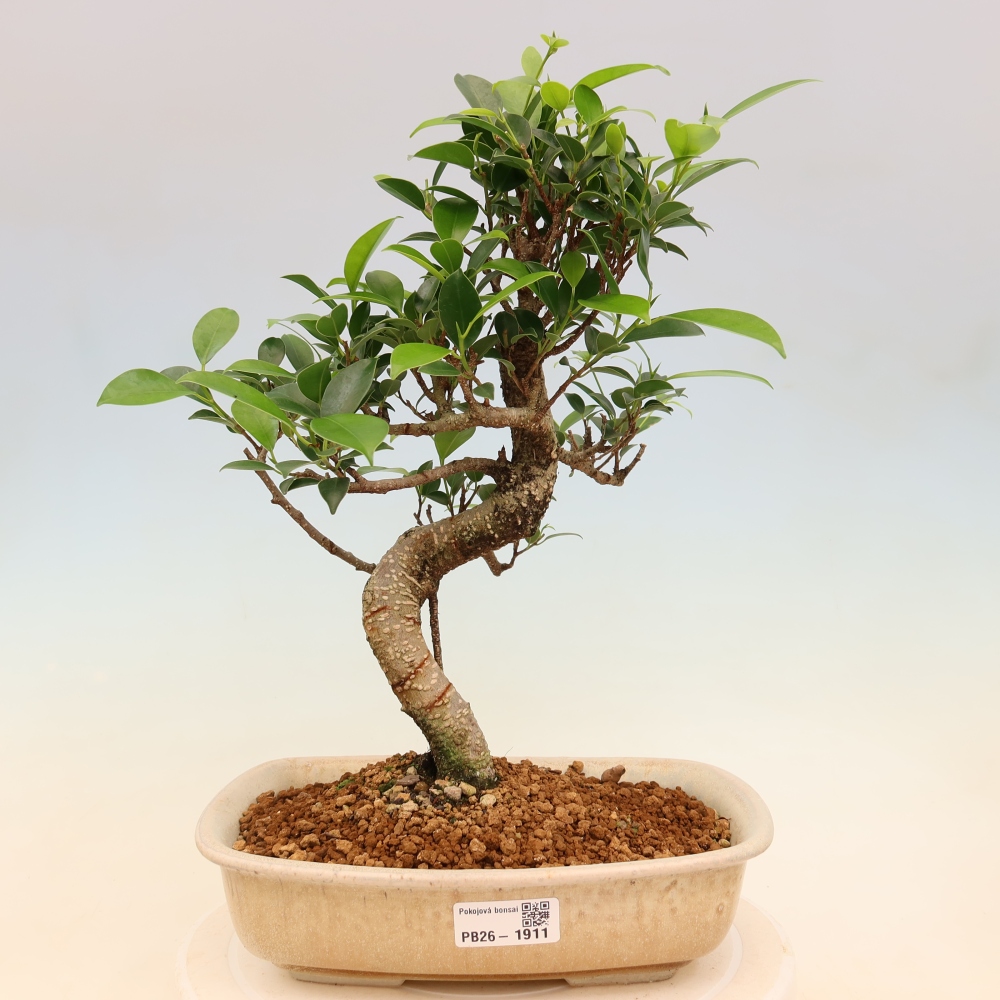Pokojová bonsai - Ficus kimmen -  malolistý fíkus