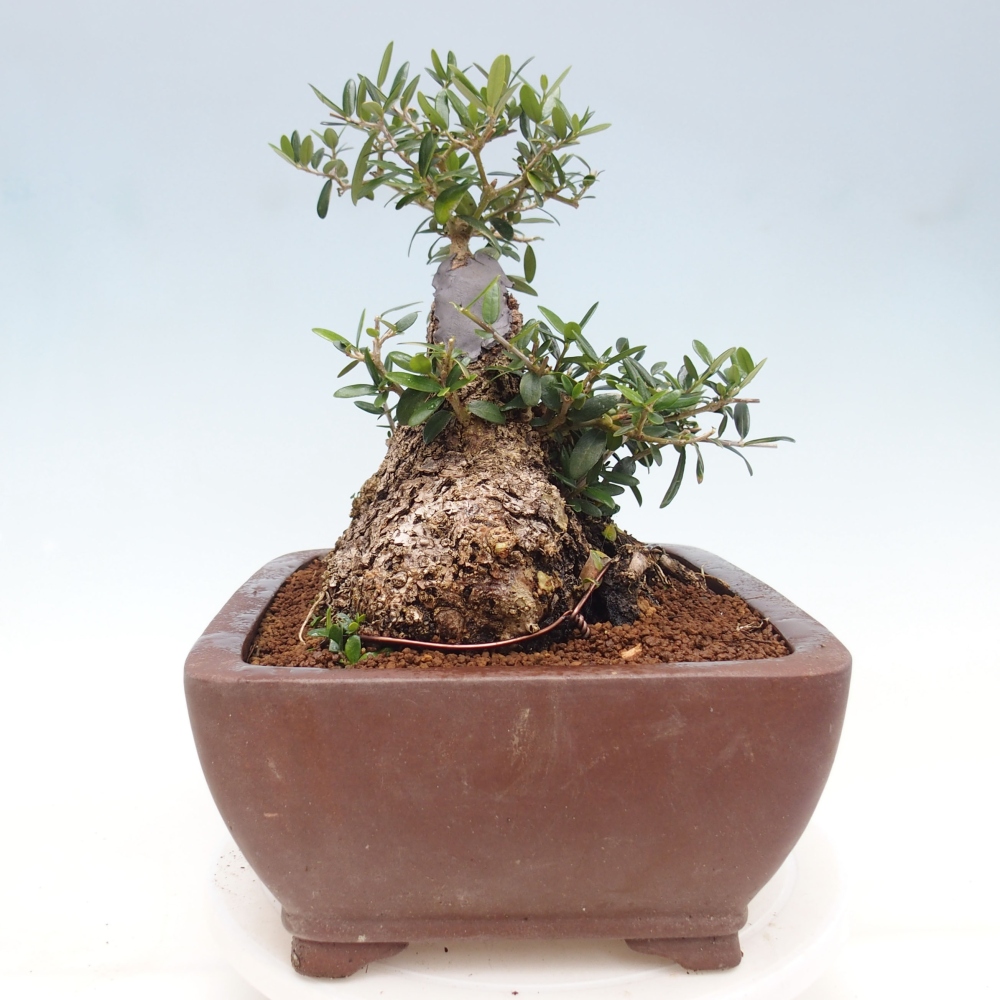 Pokojová bonsai - Olea europaea sylvestris -Oliva evropská drobnolistá