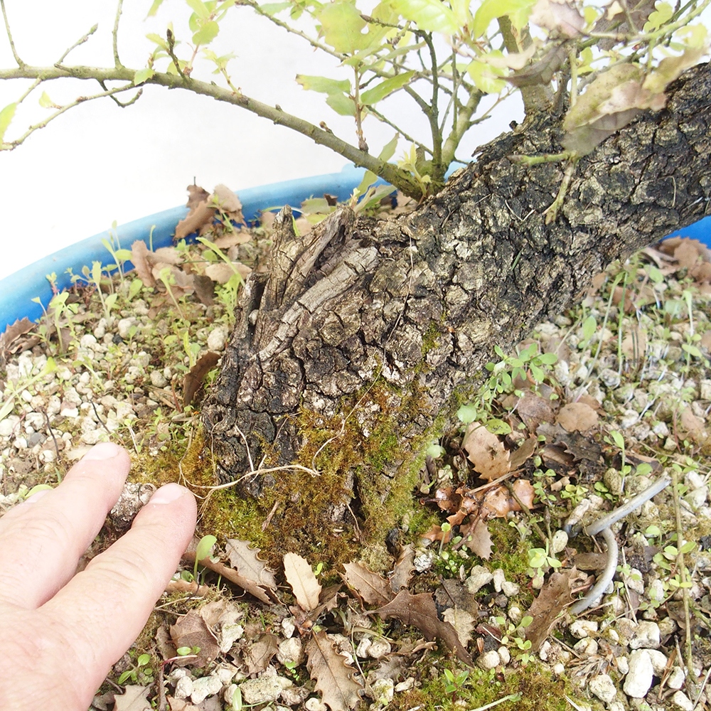 Venkovní bonsai Quercus Cerris - Dub Cer