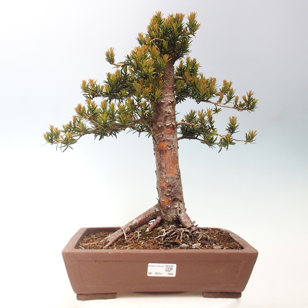 Venkovní bonsai - Taxus cuspidata  - Tis japonský