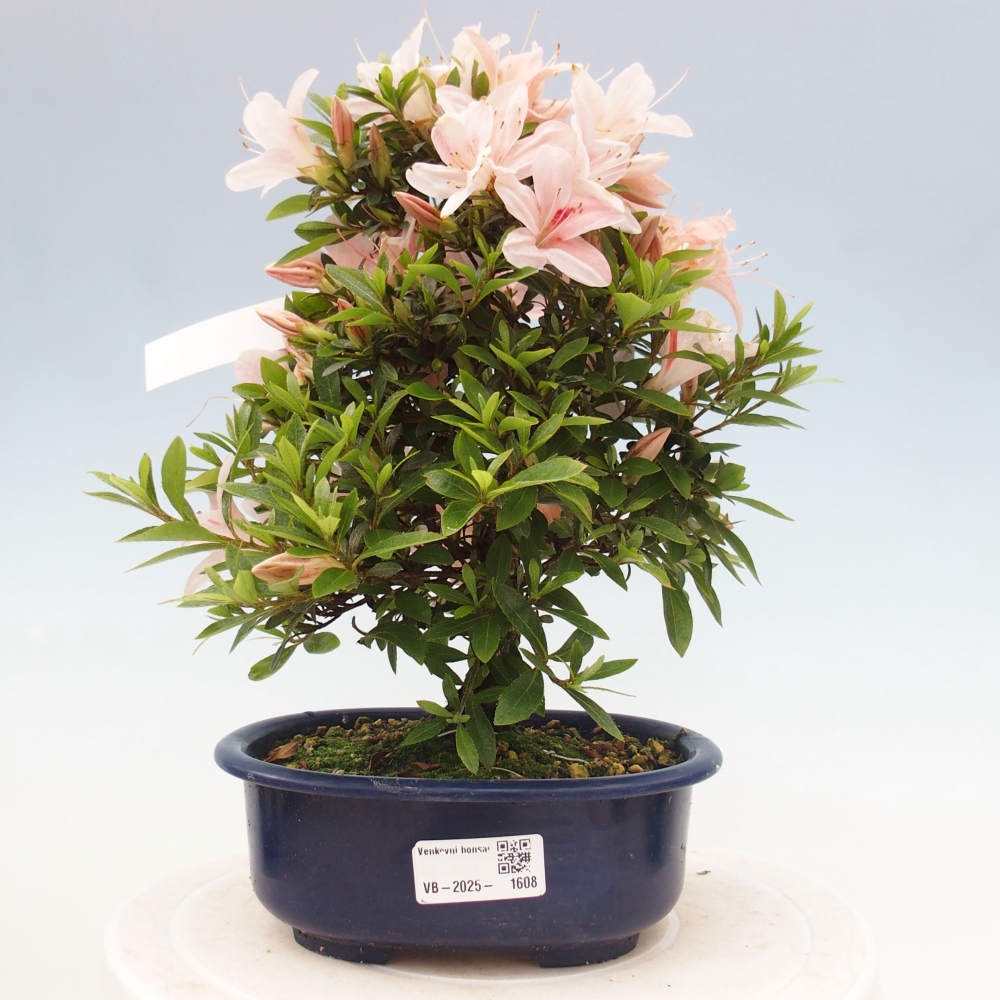 Venkovní bonsai - Japonská azalka - Azalea Nikko
