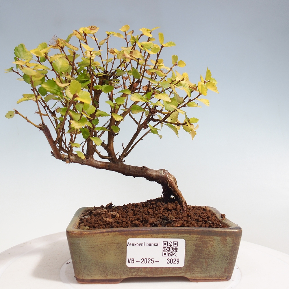 Venkovní bonsai - bříza trpasličí - Betula NANA Treasure