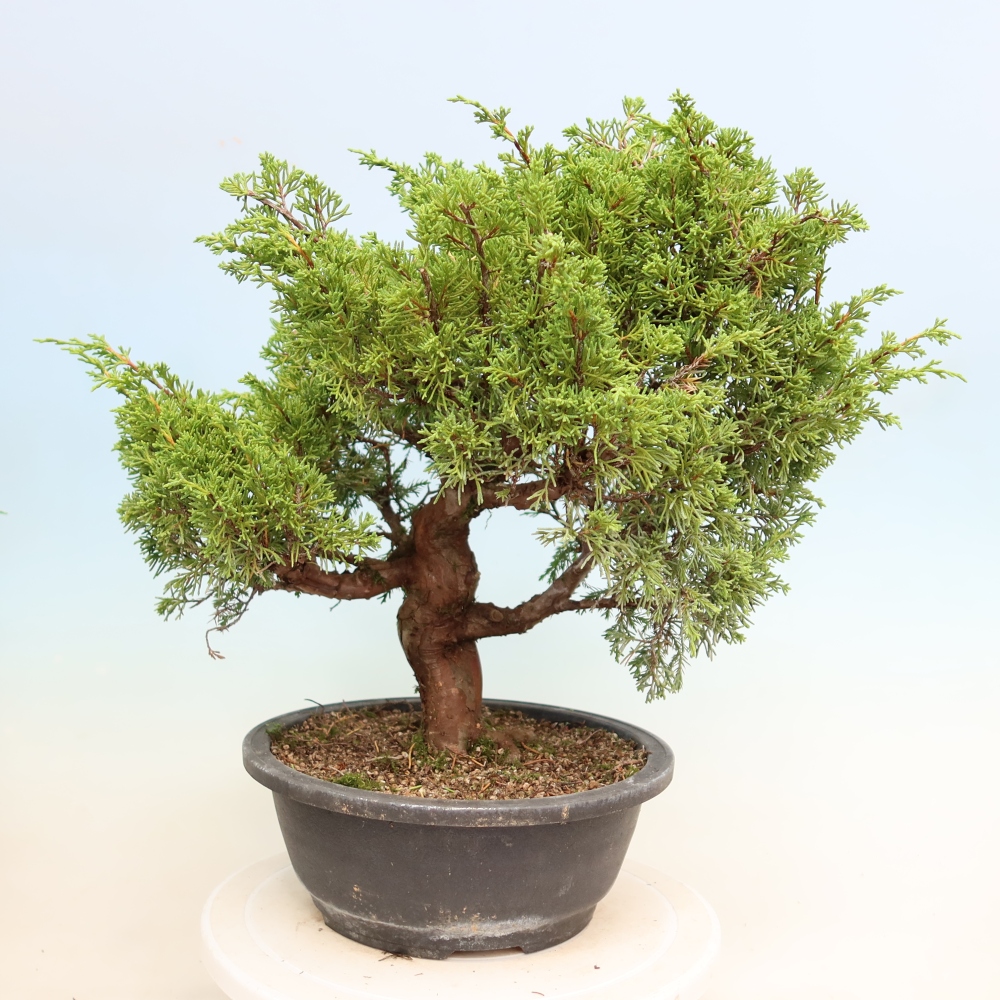 Venkovní bonsai - Juniperus chinensis Itoigawa-Jalovec čínský