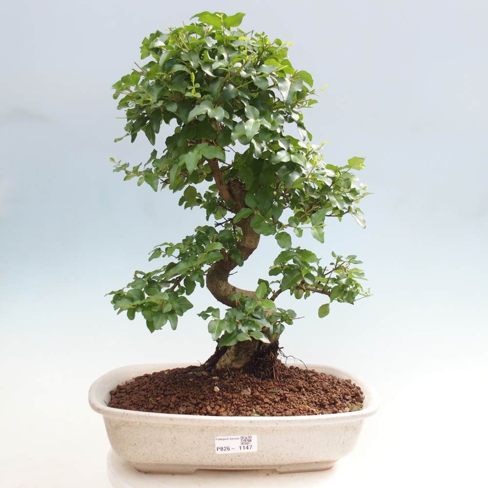 Pokojová bonsai -Ligustrum chinensis - Ptačí zob