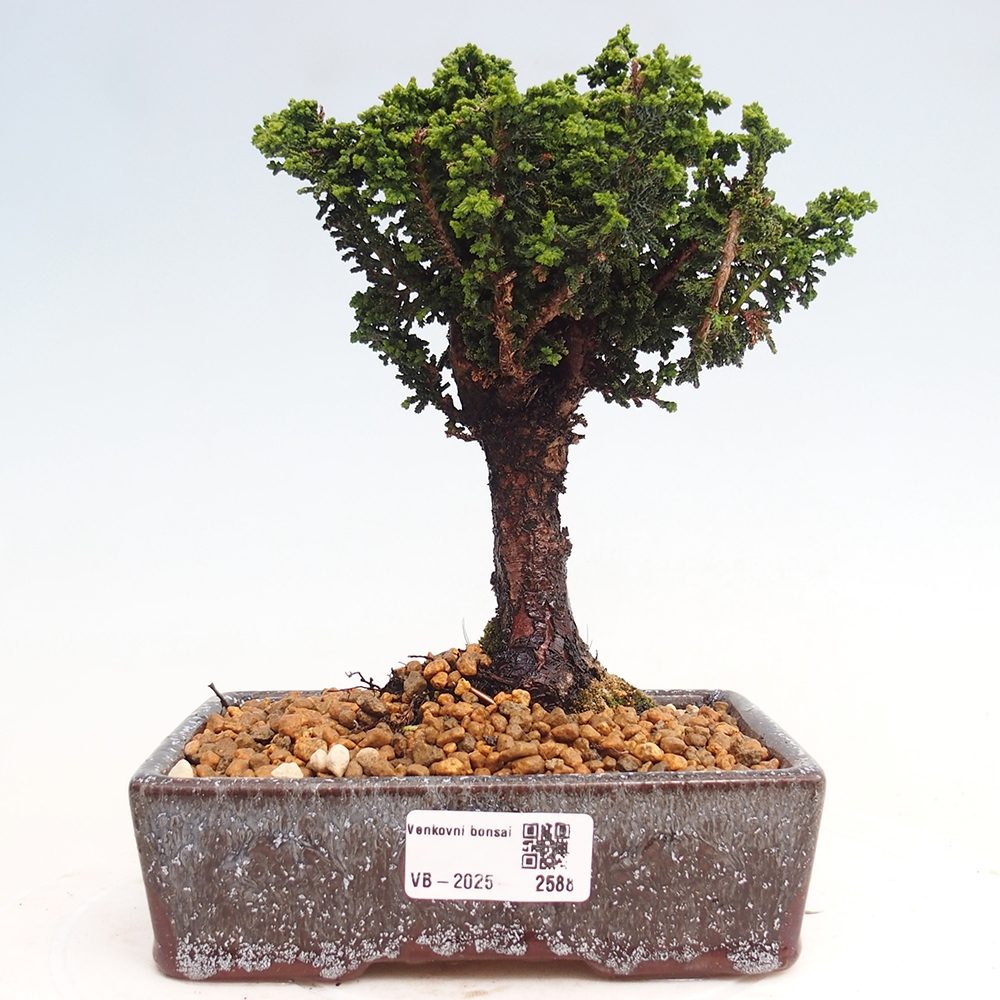 Venkovní bonsai - Cham. obtusa SEKKA HINOKI - Cypřišek