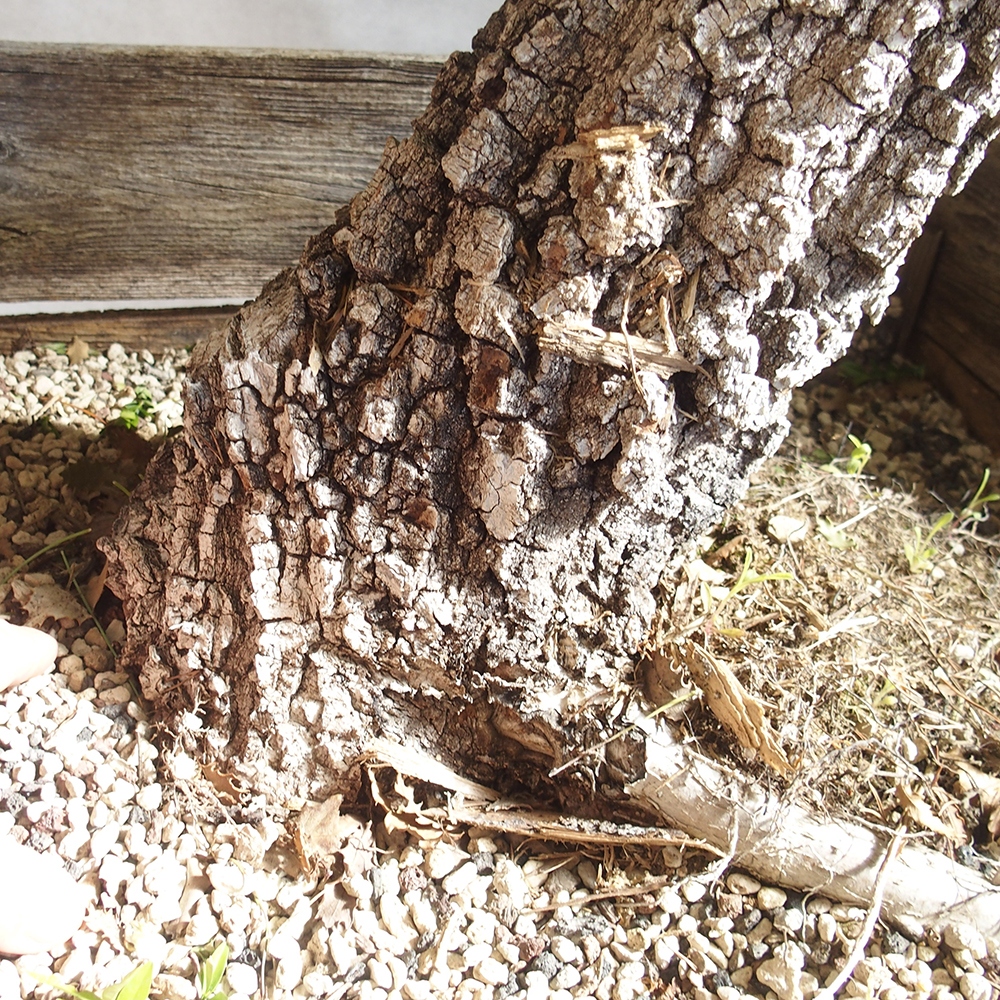 Venkovní bonsai Quercus Cerris - Dub Cer