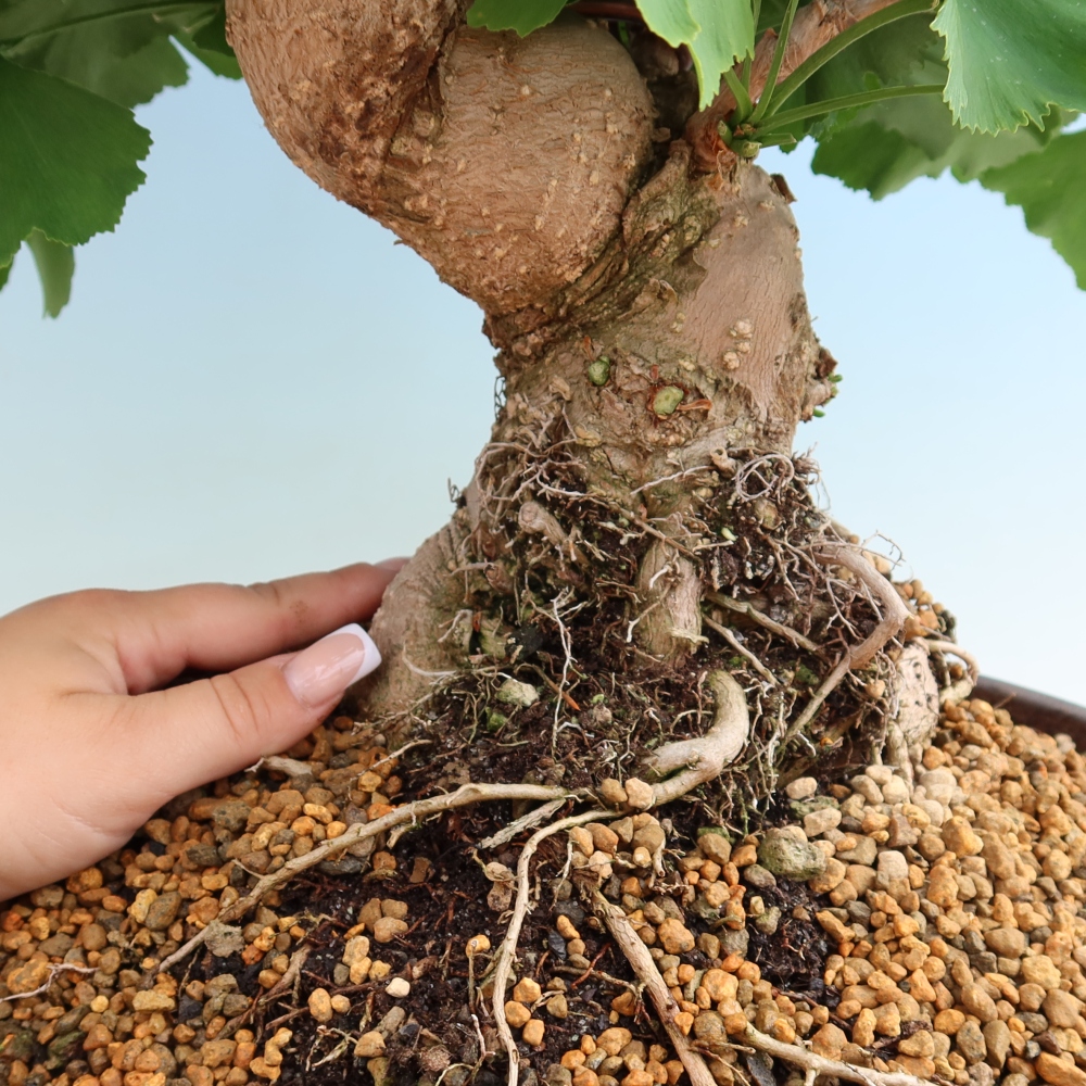Venkovní bonsai - Jinan dvoulaločný - Ginkgo biloba
