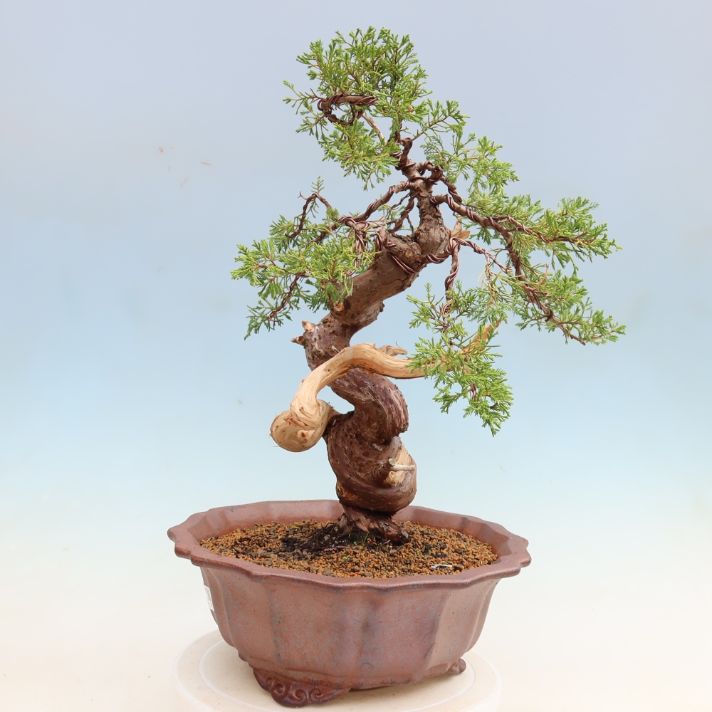 Venkovní bonsai - Juniperus chinensis Itoigawa-Jalovec čínský