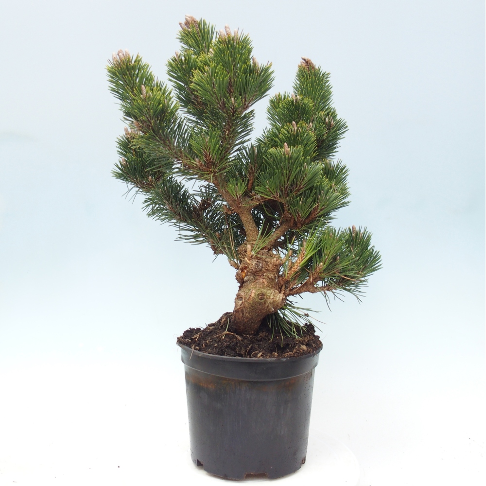 Venkovní bonsai - Pinus thunbergii senjyumaru - Borovice thunbergova