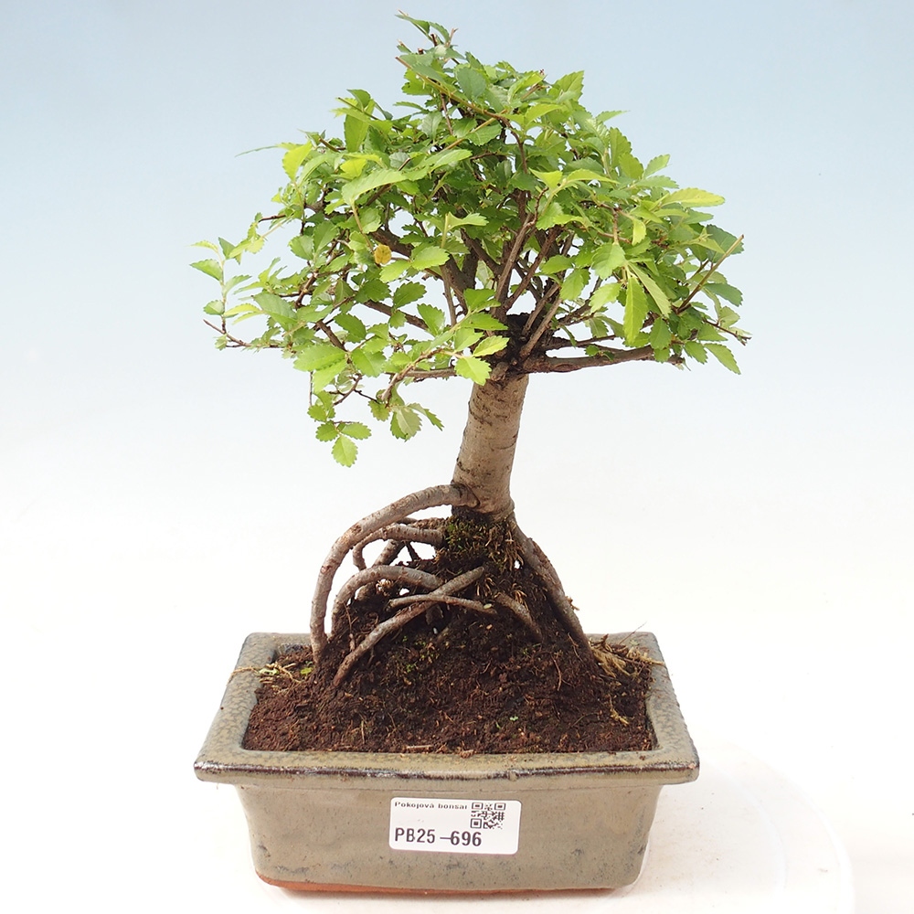 Pokojová bonsai - Ulmus parvifolia - Malolistý jilm