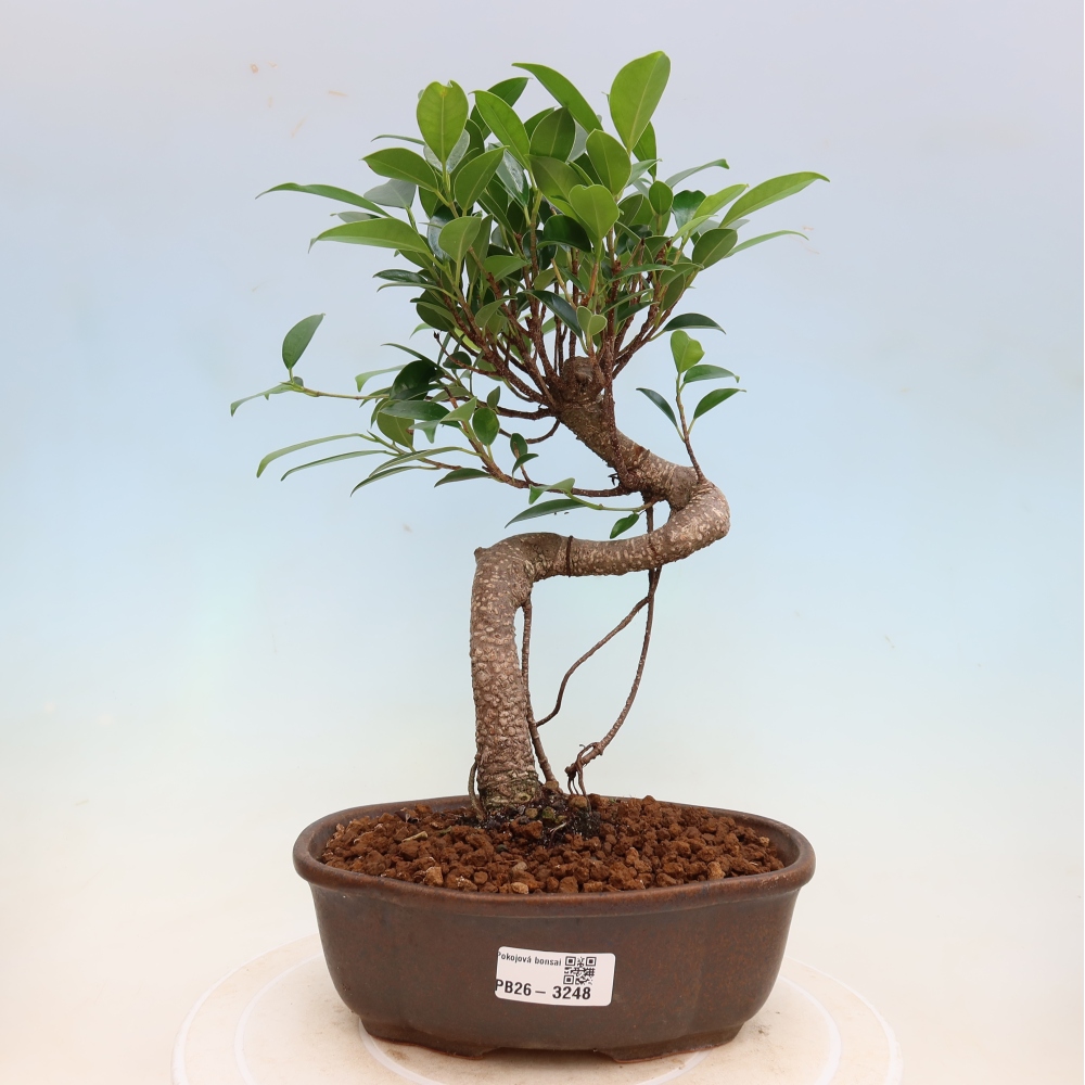 Pokojová bonsai - Ficus kimmen -  malolistý fíkus
