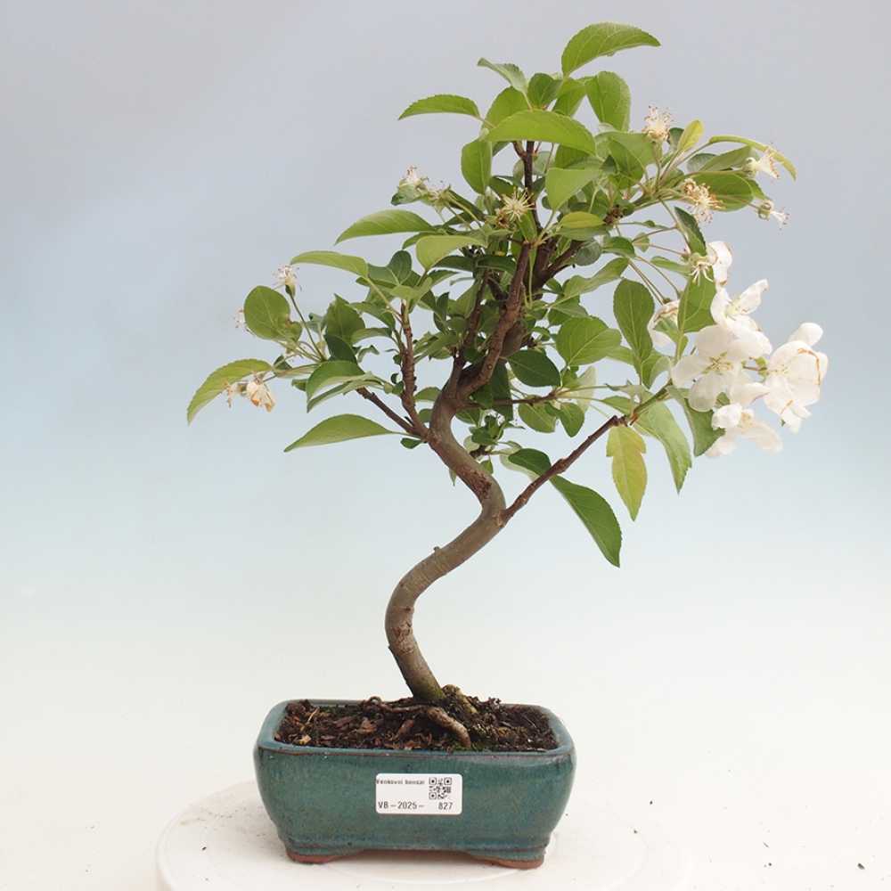 Venkovní bonsai -Malus halliana - Maloplodá jabloň