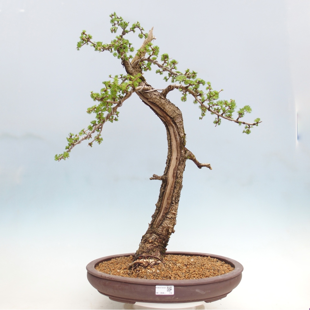 Venkovní bonsai -Larix decidua - Modřín opadavý - Pouze paletová přeprava