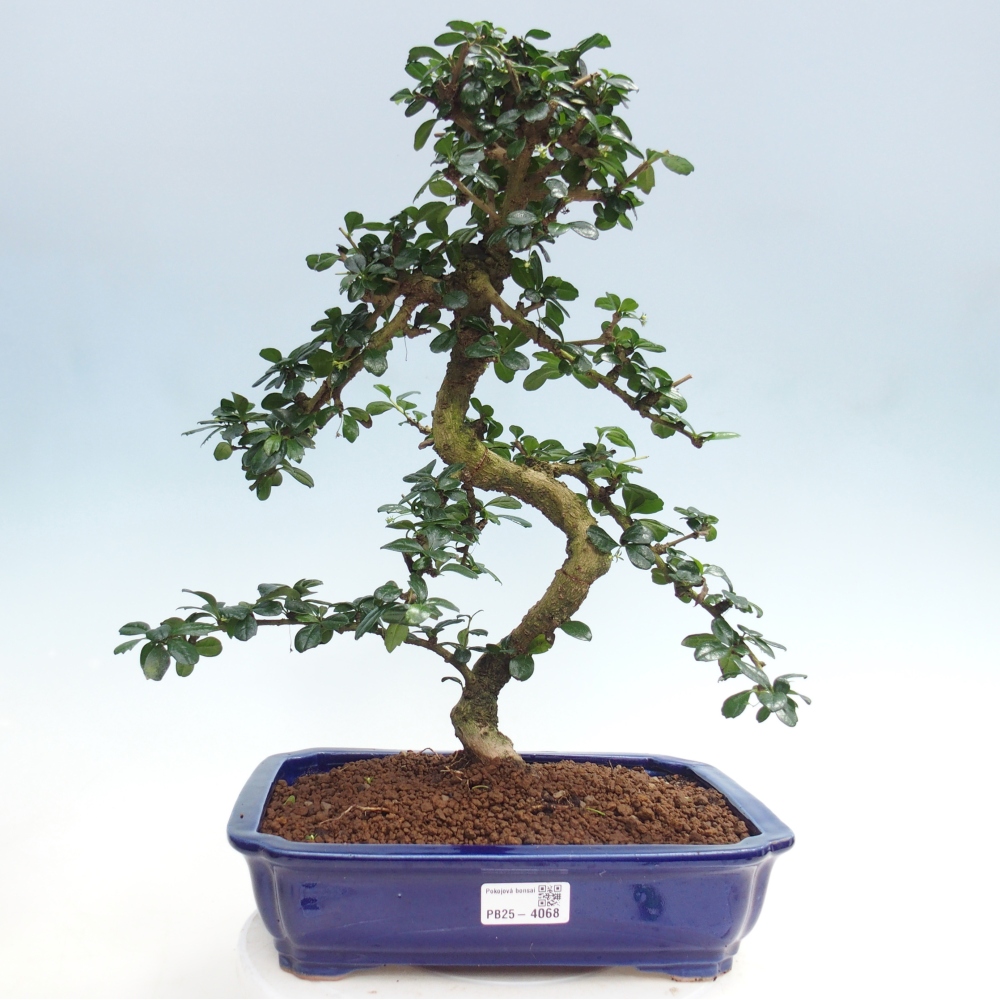 Pokojová bonsai - Carmona macrophylla - Čaj fuki