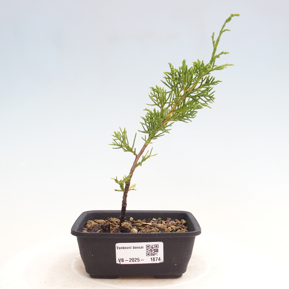Venkovní bonsai - Juniperus chinensis Itoigawa -Jalovec čínský