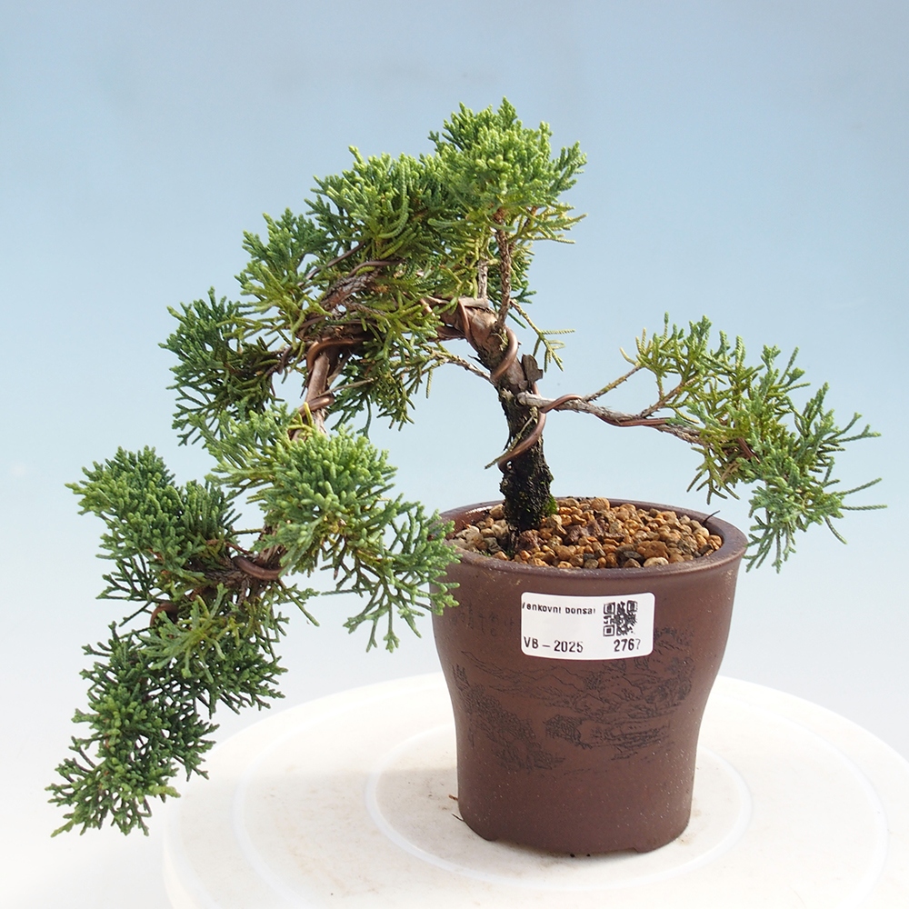 Venkovní bonsai - Juniperus chinensis Kishu -Jalovec čínský