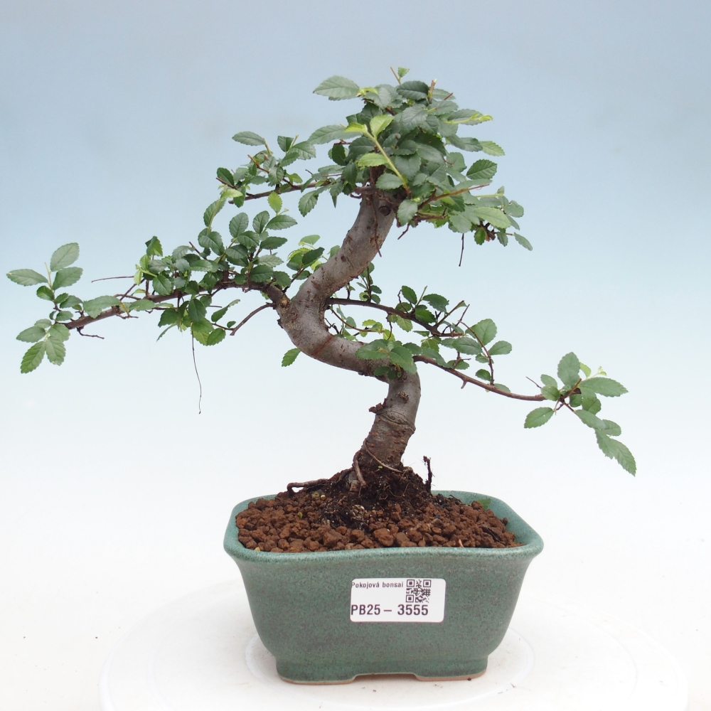 Pokojová bonsai - Ulmus parvifolia - Malolistý jilm