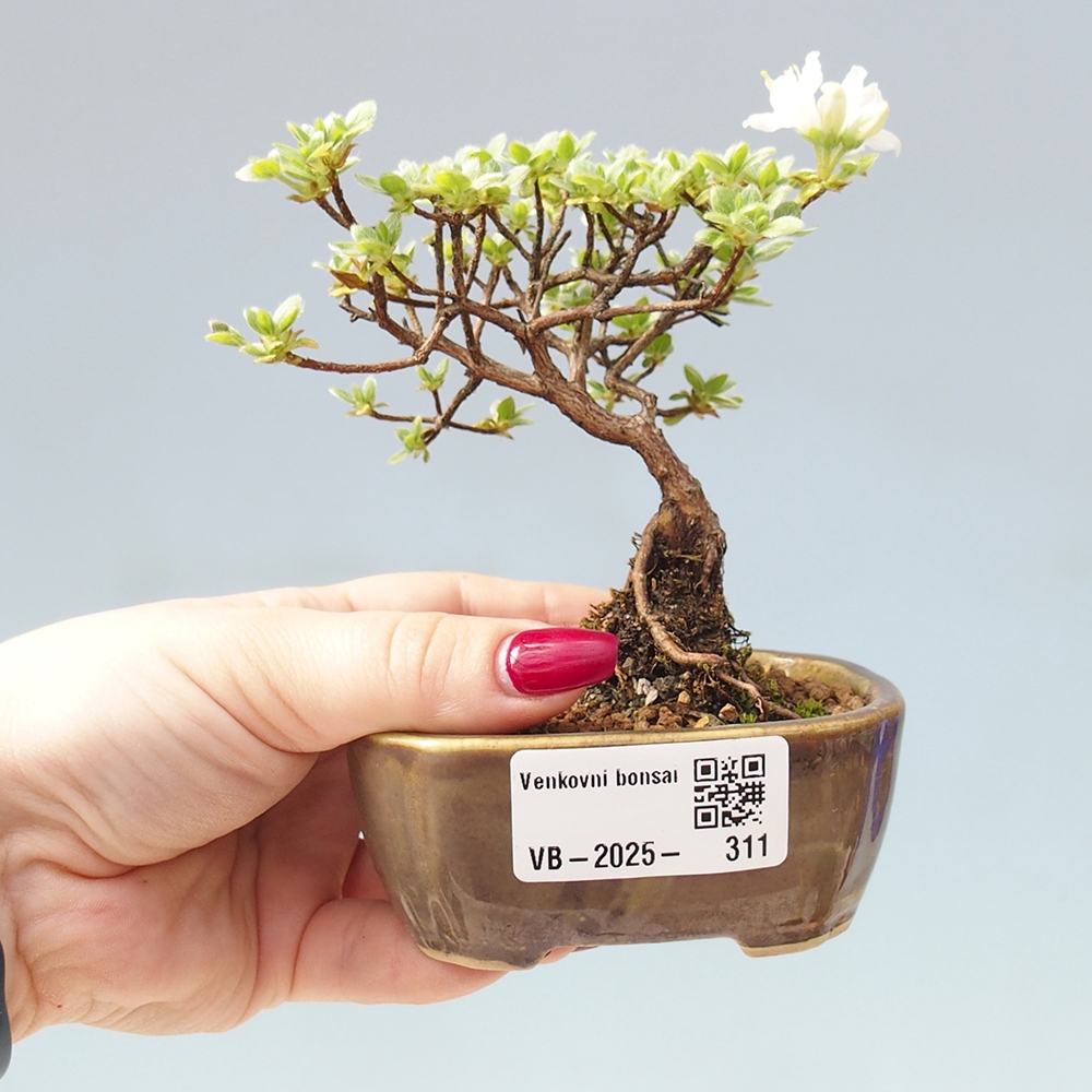 Venkovní bonsai - Rhododendron indicum - Japonská azalka