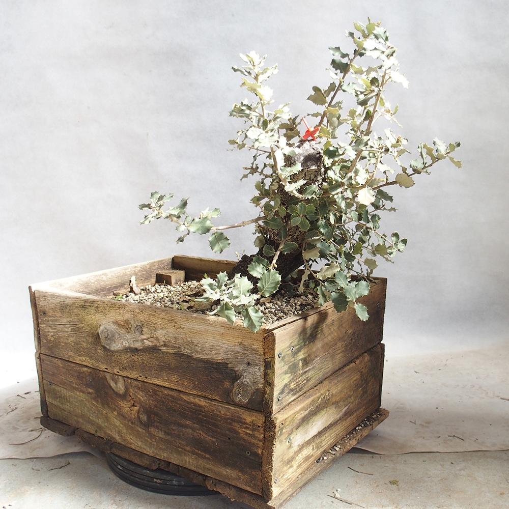 Venkovní bonsai Quercus coccifera - Dub Kermesový