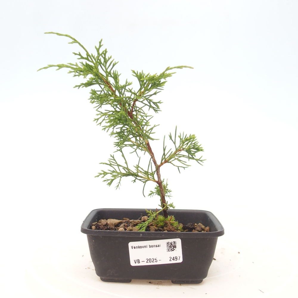Venkovní bonsai - Juniperus chinensis Itoigawa -Jalovec čínský