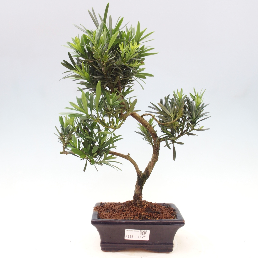 Pokojová bonsai - Podocarpus - Kamenný tis