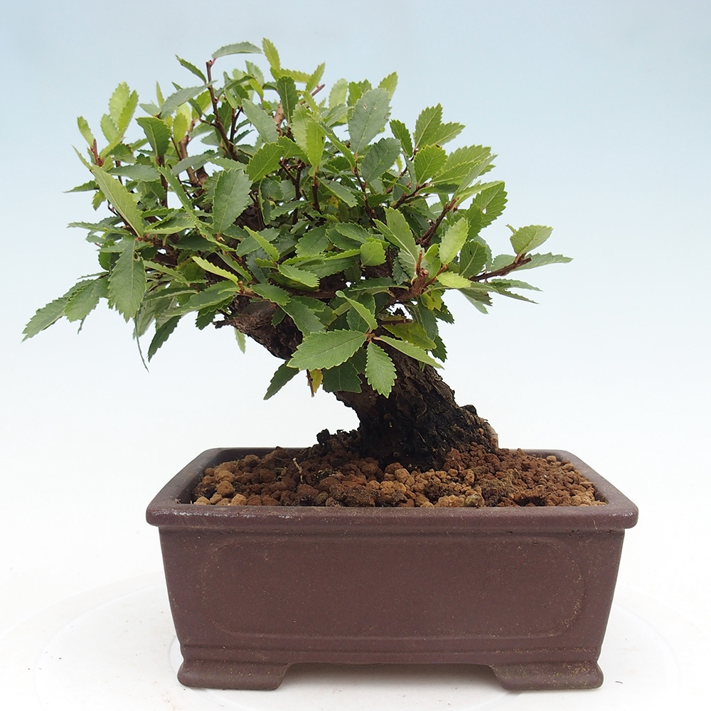 Venkovní bonsai - Zelkova - Zelkova NIRE