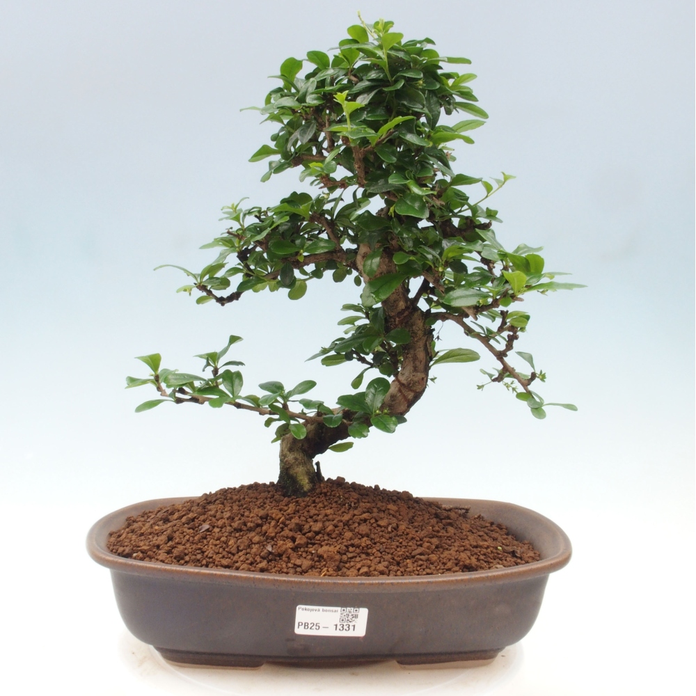 Pokojová bonsai - Carmona macrophylla - Čaj fuki