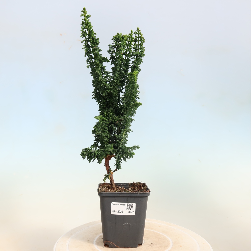 Venkovní bonsai - Cham. obtusa SEKKA HINOKI - Cypřišek