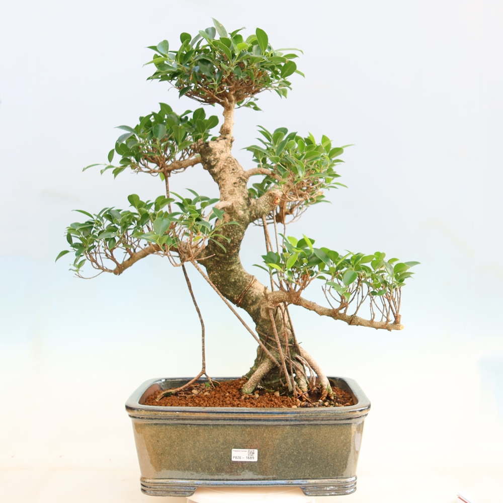 Pokojová bonsai - Ficus kimmen -  malolistý fíkus