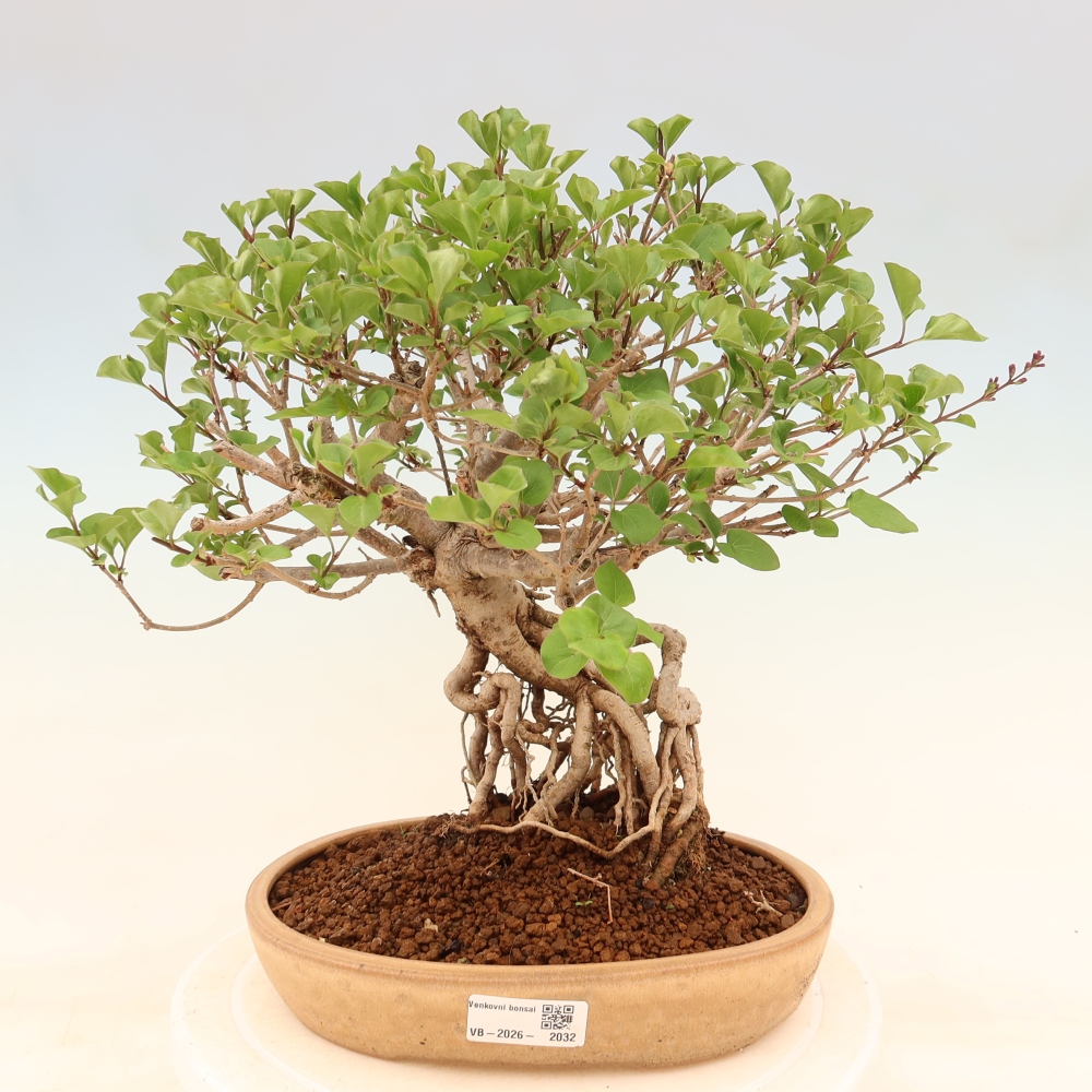 Venkovní  bonsai -  Syringa microphylla - malokvětý šeřík
