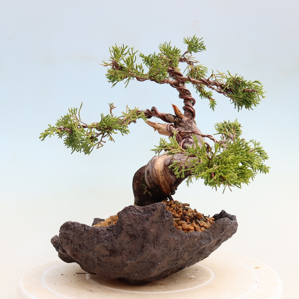 Venkovní bonsai - Juniperus chinensis Itoigawa-Jalovec čínský