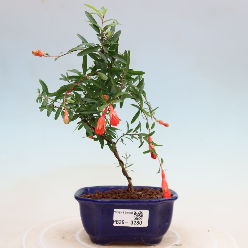 Pokojová bonsai-PUNICA granatum nana-Granátové jablko