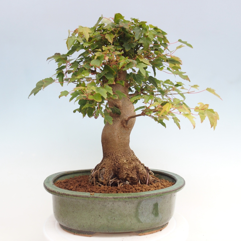 Venkovní bonsai - Acer Buergerianum - Javor Burgerův