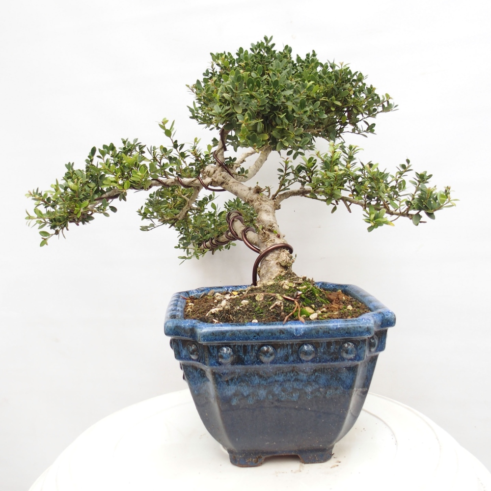 Pokojová bonsai - Ilex crenata - Cesmína