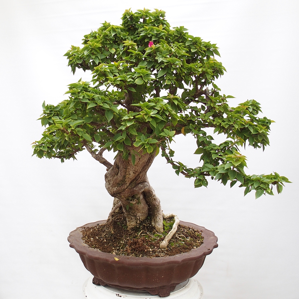 Pokojová bonsai - Bouganwilea