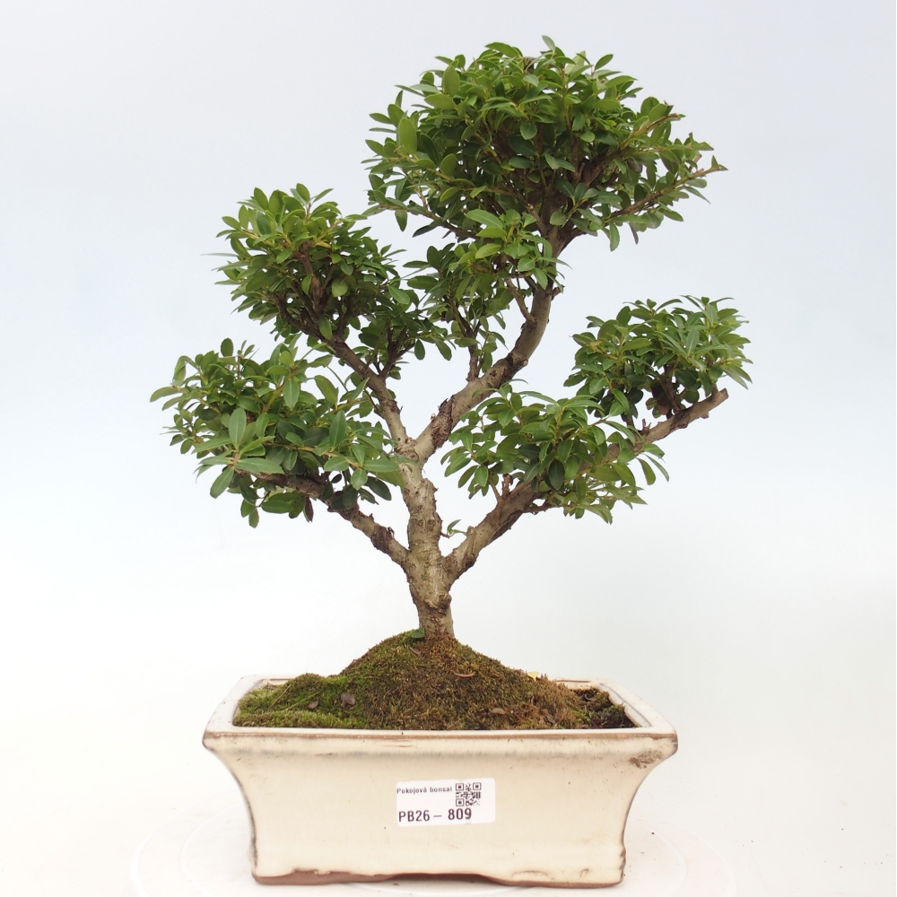 Pokojová bonsai - Ilex crenata - Cesmína