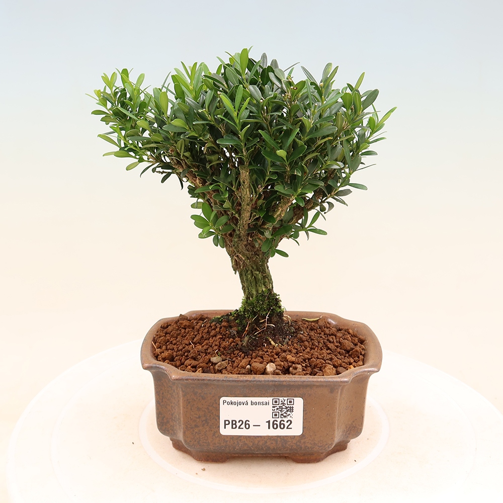 Pokojová bonsai - Buxus harlandii -korkový buxus